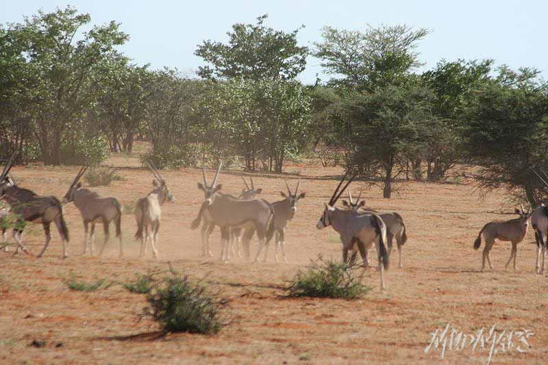 Mud Maps Africa Namibia 0554